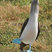 Blue-footed Booby